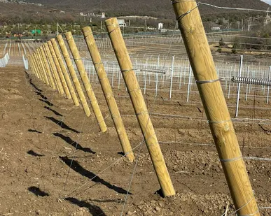 фото столбы (колья виноградные)