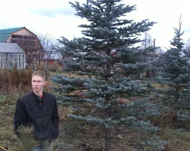 фото Услуги по посадке деревьев