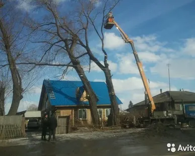 фото Спил аварийных деревьев (любая сложность)
