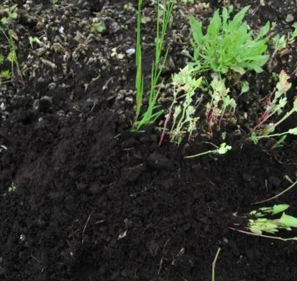 Фото №0 Грунт плодородный для огорода