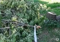фото Вырубка деревьев