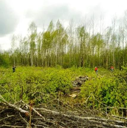 Фото №2 Расчистка и уборка участка от деревьев