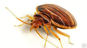 фото Дезинсекция квартиры от клопов