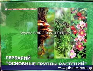 фото Гербарий "Основные группы растений" А4