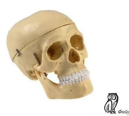 Фото №0 Модель Череп человека