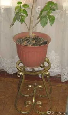 Фото №0 Цветочница "Боди"