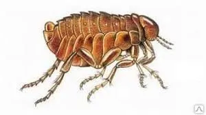 фото Дезинсекция общежития от блох