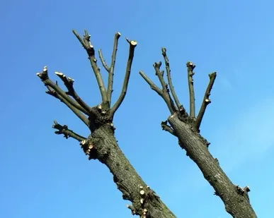 фото Спил аварийных тополей. Кронирование тополей. обрезка веток.