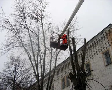 фото Спил тополей с автовышкой, кронирование, обрезка