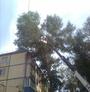 фото Спил, деревьев, уборка дач