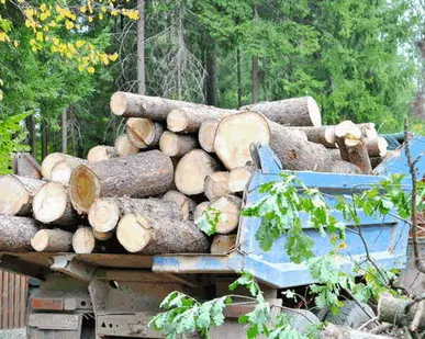 фото Вывоз спиленных деревьев, веток, пней