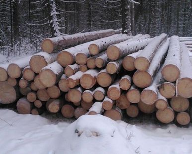 фото Лес кругляк