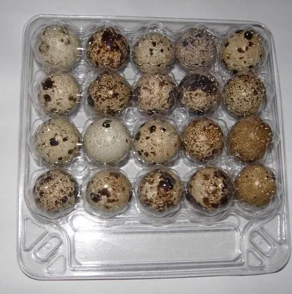 Фото №0 Упаковка на 20 перепелиных яиц