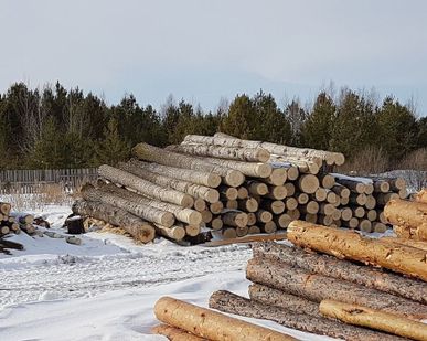 фото Круглый лес