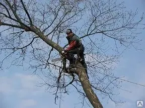 фото Спил деревьев (вручную)
