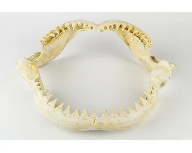 фото Настенное украшение- челюсть акулы Shishi CF1130960-S22