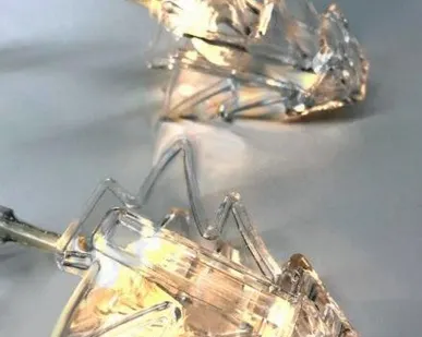 фото Гирлянда "Елочка" ILD-10WW-BO-PNTR 1.4м 10 IP20 2 АА батарейки SHLights 4690601047243