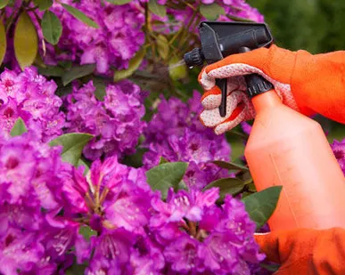 фото Цикл лекций «Основы защиты растений. Болезни и вредители»