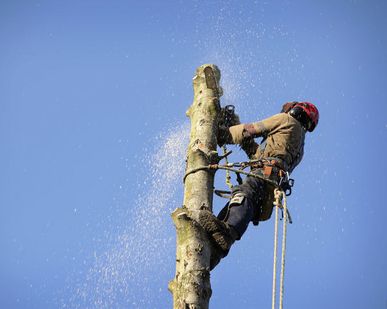 фото Обрезка деревьев любой сложности