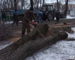 фото Спил дерева Самара