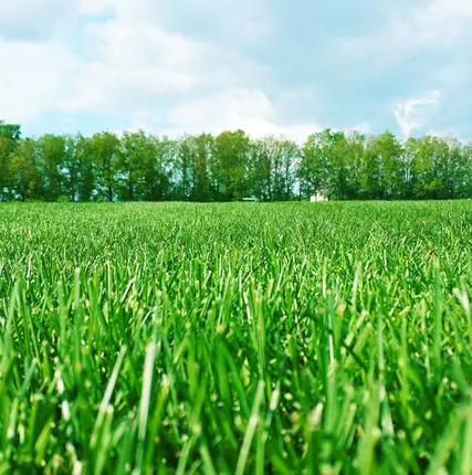 Фото №0 Укладка газона рулонного