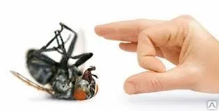 фото Дезинсекция помещения от мух