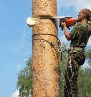 фото Вырубка деревье