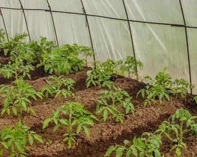 фото Земля для посадки, удобренная