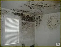 Фото №0 Уничтожение плесени, борьба с плесенью, средство от плесени.