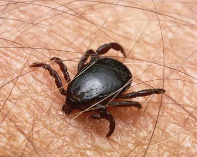 фото Дезинсекция клещей