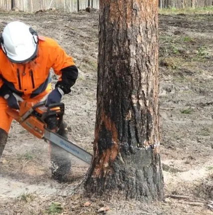 Фото №0 Спил уборка деревьев