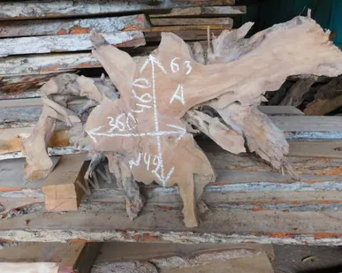 фото Спил корня карагач № 49 63х360х460