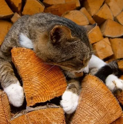 Фото №0 Дрова колотые