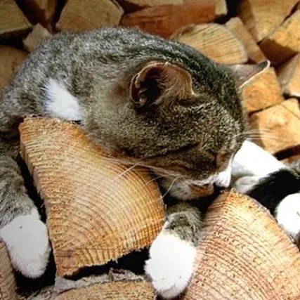 Фото №0 Дрова с доставкой