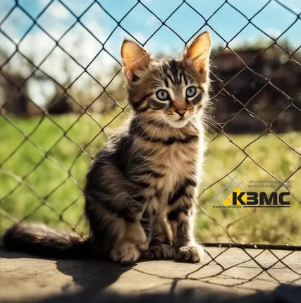 Фото №0 Оцинкованная сетка рабица Ø 1,8х(50х50) 1,5х10 метра