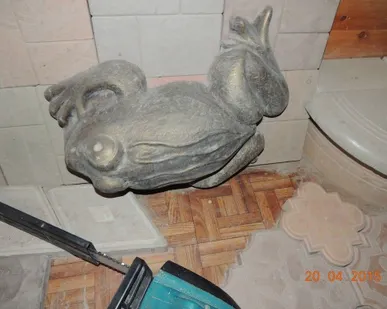 фото Лягушка