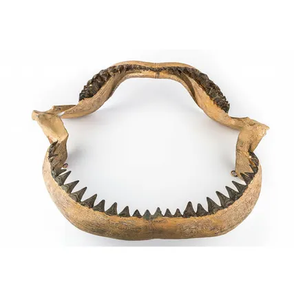 Фото №0 Настенное украшение- челюсть акулы Shishi CF1130927-F38