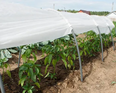 фото Земля для теплиц