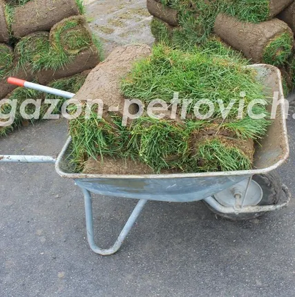 Фото №0 Укладка рулонного газона