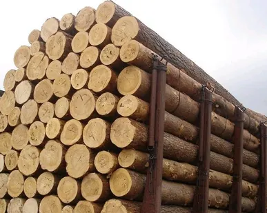 фото Лес кругляк