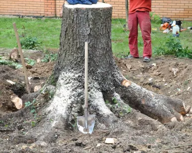 фото Корчевка пней d 10 см