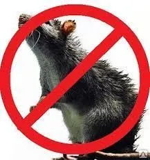 фото Дератизация частного дома от крыс