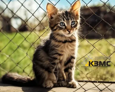 фото Оцинкованная сетка рабица Ø 1,8х(50х50) 1,5х10 метра