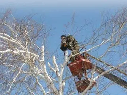 Фото №0 Обрезка и спиливание деревьев