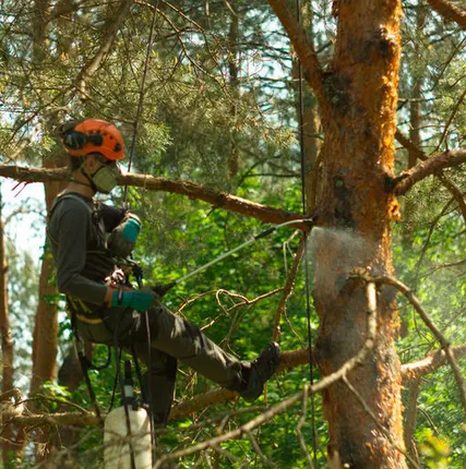 Фото №0 Спиливание деревьев 89041073423