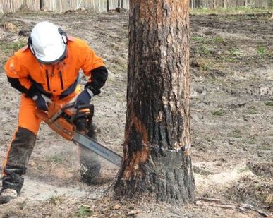 фото Спил уборка деревьев