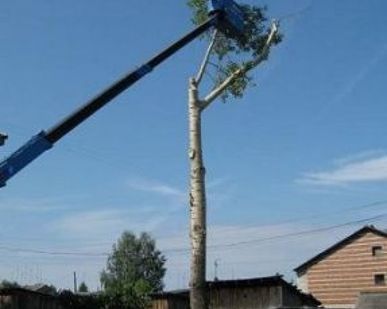 фото Спиливание деревьев любой сложности