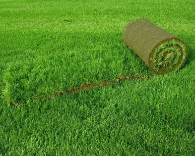 фото Укладка газонов и благоустройство.