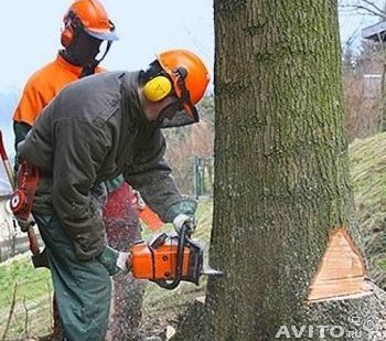 фото Спил деревьев любой сложности