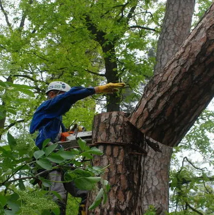 Фото №0 Спиливание деревьев